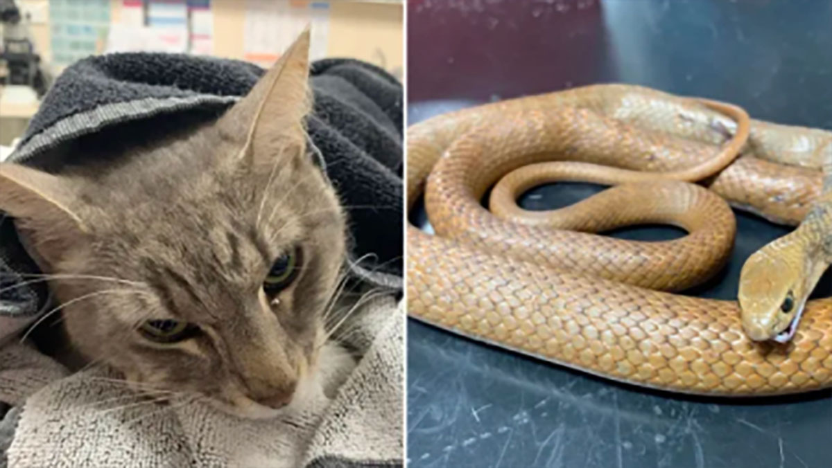 Brave Family Cat Dies Saving Children From Venomous Snake