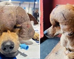 Stray Dog With 4-Pound Tumor Finally Gets the Miracle He Deserved