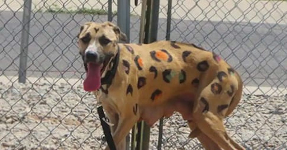 Starving Mama Dog Found Tied in Blistering Sun — Covered in Painted Leopard Spots