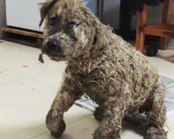 They Covered This Puppy in Superglue — But Rescuers Found Him Just in Time