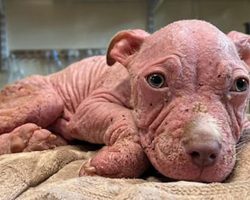 Sick, Pink-Skinned Puppy Rescued by Vets Who Refused to Give Up