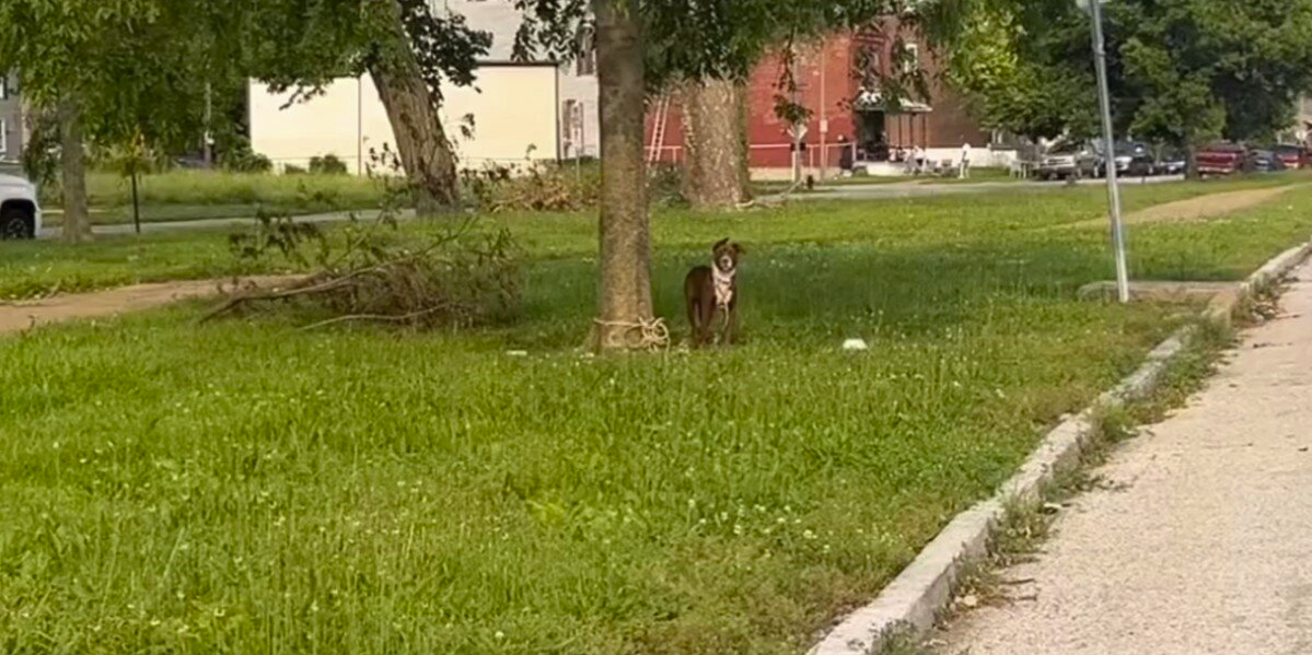 Dog Tied to Tree Can't Stop Wagging When Help Finally Arrives