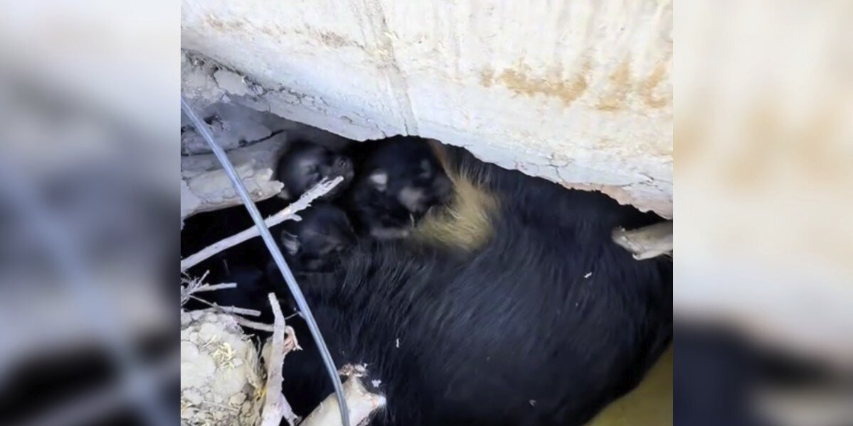 Strange Sounds Beneath a Trailer Lead Rescuer to Two Hidden Litters of Puppies