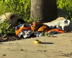 Tiny Stray Dog Found Curled Up On Blanket Just Wants A Home To Call His Own