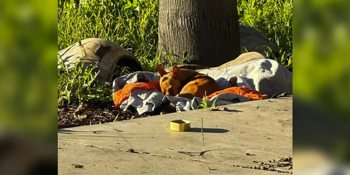 Tiny Stray Dog Found Curled Up On Blanket Just Wants A Home To Call His Own