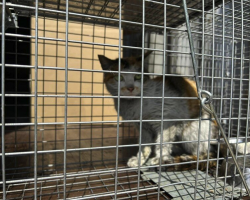‘Tiny Survivor’ Found in Shipping Container After 3-Week, 7,000-Mile Journey