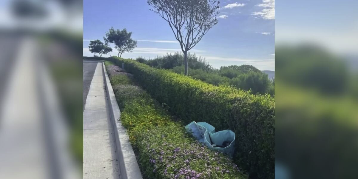 Man Hears Strange Noises From Abandoned Pool — And Finds 10 Tiny Surprises Inside