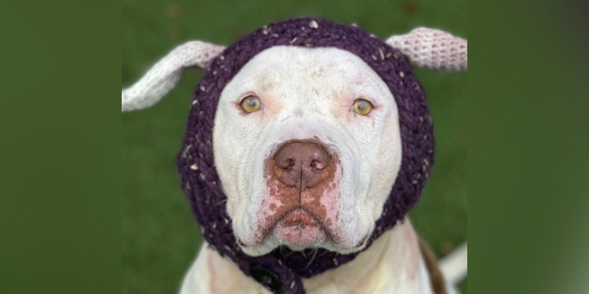 Shelter Makes Special Hat For ‘Scary’-Looking Dog — And Changes His Life Forever