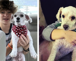 Family Picks Up Dog From Groomer — Then Realizes He Smells a Little Too Fresh