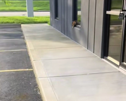 Orphaned Kitten Clings To Windowsill — And Finds The Family He Was Looking For