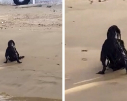 ‘Paranormal’ Creature Spotted On The Beach Turns Out To Be Something Adorably Unexpected