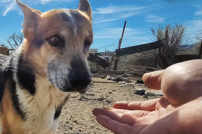 Man Spends a Year Earning a Stray Desert Dog’s Trust — And Ends Up Rescuing Her Entire Pack