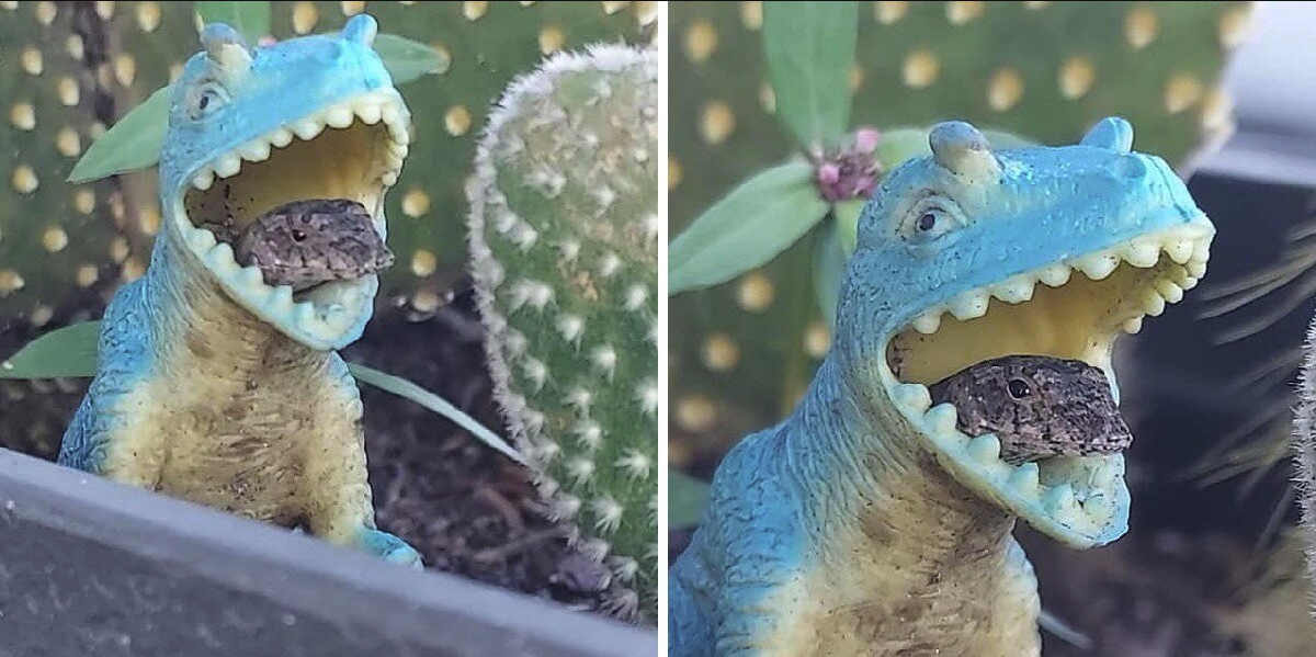 Little Lizard Moves Into Plastic Dinosaur — And Steals Everyone’s Heart
