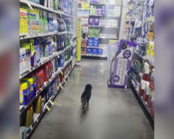 Man Spots Tiny Stray Wandering Through Dollar General — And It Changes His Life