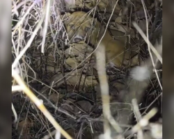 Thermal Camera Helps Rescuers Spot Tiny Puppy Hiding Alone In The Dark