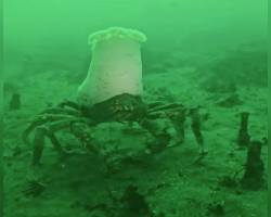 Scuba Diver Spots Crab Wearing What Looks Like a Giant Chef’s Hat — And It’s Hilarious