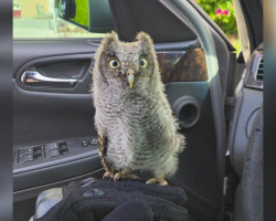 Tiny Owlet Stranded in Busy Parking Lot Gets a Hero’s Help from Kindhearted Detective