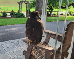 Family Finds Massive Visitor on Porch — And Realizes He’s Begging for Help