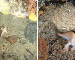 Divers Exploring a Sunken Ship Make a Once-in-a-Lifetime Discovery Hiding in the Wreckage