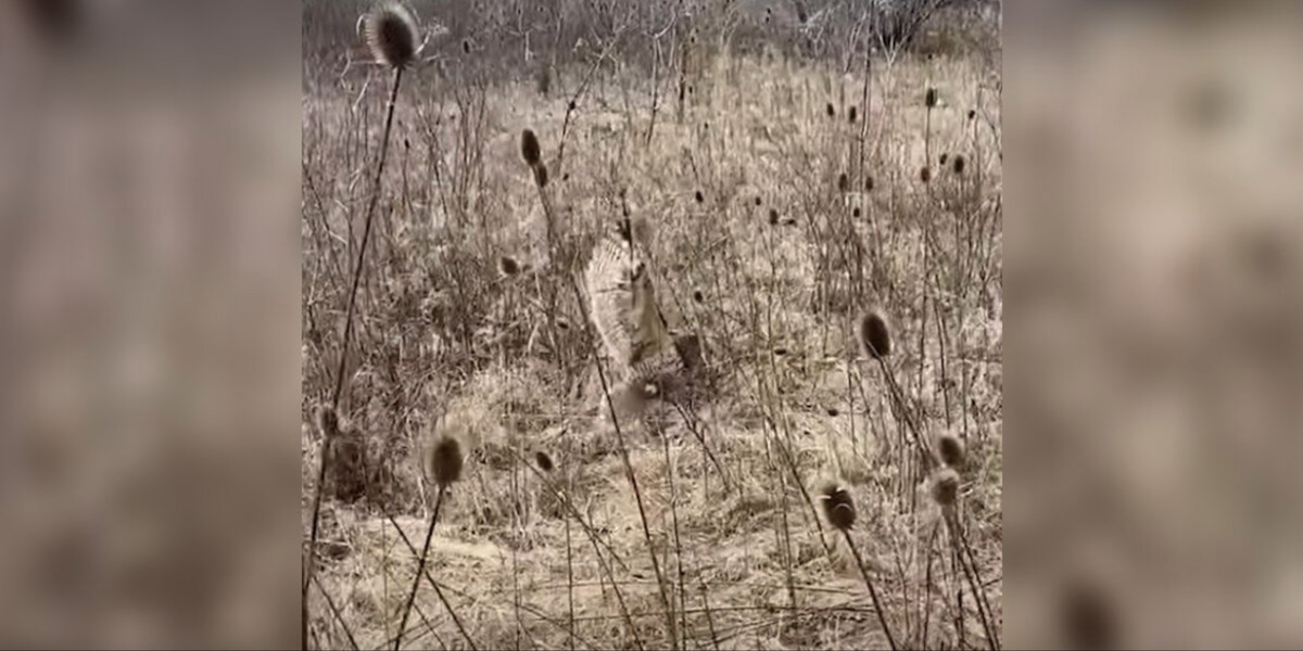 Hiker Freezes When He Spots Something Unbelievable Dangling From the Brush