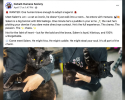 Shelter Cat With ‘Big Feelings’ Gets the Most Hilarious Adoption Ad Ever