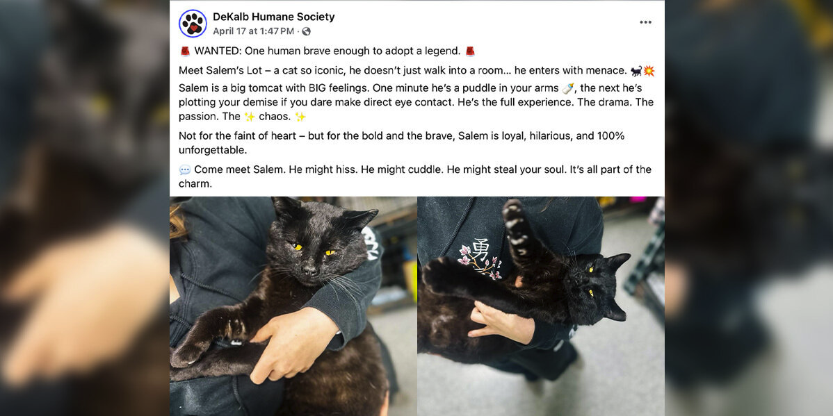 Shelter Cat With 'Big Feelings' Gets the Most Hilarious Adoption Ad Ever