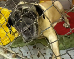 Friends Drive 2,000 Miles to Give Discarded Senior Dog the Home She Deserves