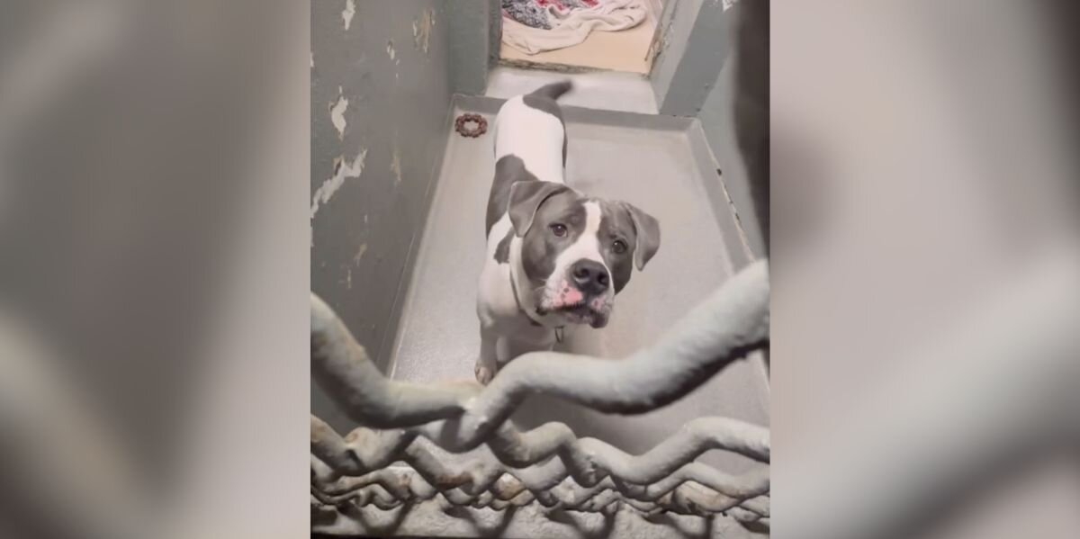 The “Hidden Gem” Dog Still Waiting for Someone to Notice Him
