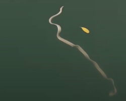 Diver Accidentally Films One of the Rarest Creatures in Australian Waters