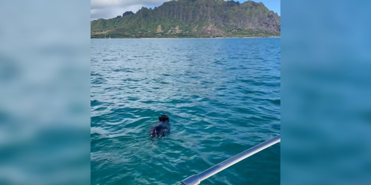 Family Spots ‘Log’ in Hawaiian Bay — And Realizes It’s Someone Fighting for Their Life