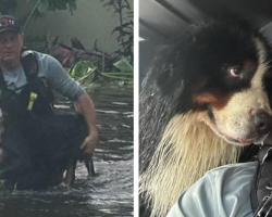 Dog’s Eyes Tell the Whole Story After Dramatic Hurricane Rescue
