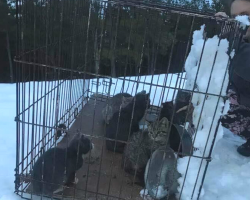 Twelve Kittens Found Abandoned in the Snow — Volunteers Race to Save Them