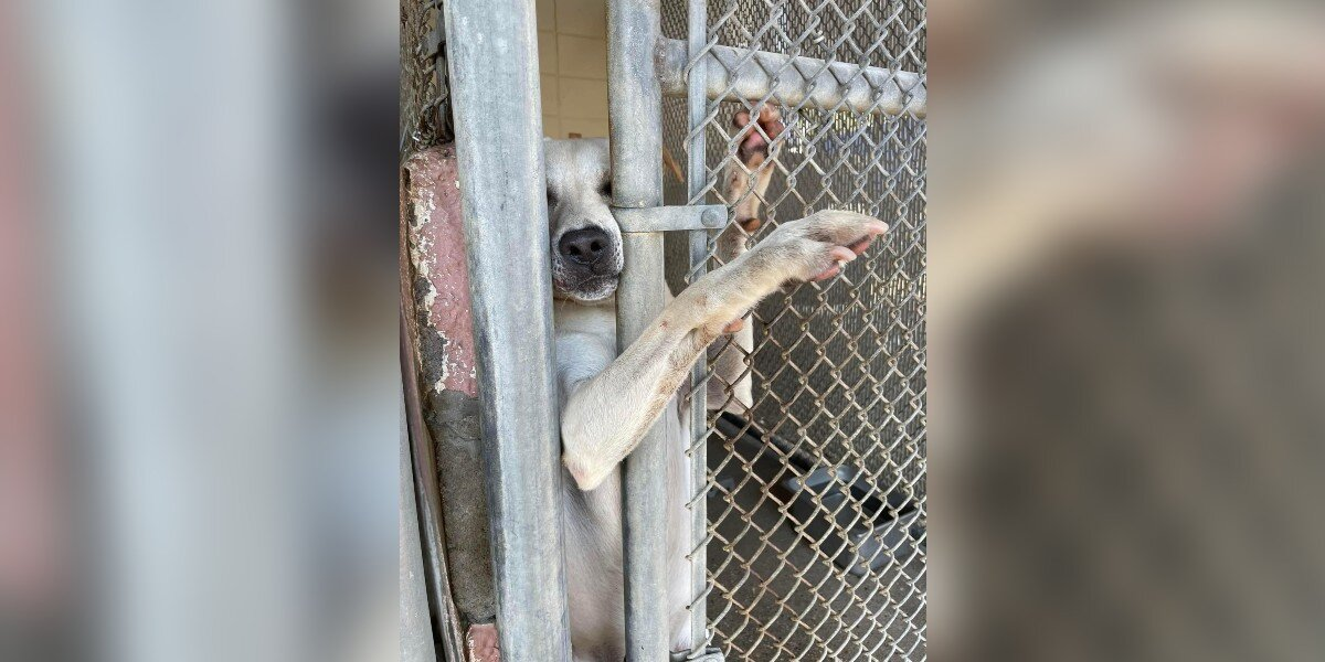 Shelter Dog Reaches Out His Paw to Anyone Passing By — Until One Man Finally Stops