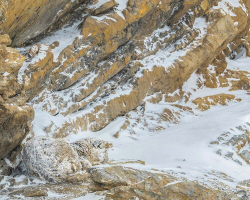 People Are Struggling to Spot the Animal Hidden in This Snowy Himalayan Photo