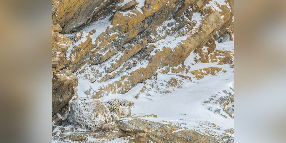 People Are Struggling to Spot the Animal Hidden in This Snowy Himalayan Photo