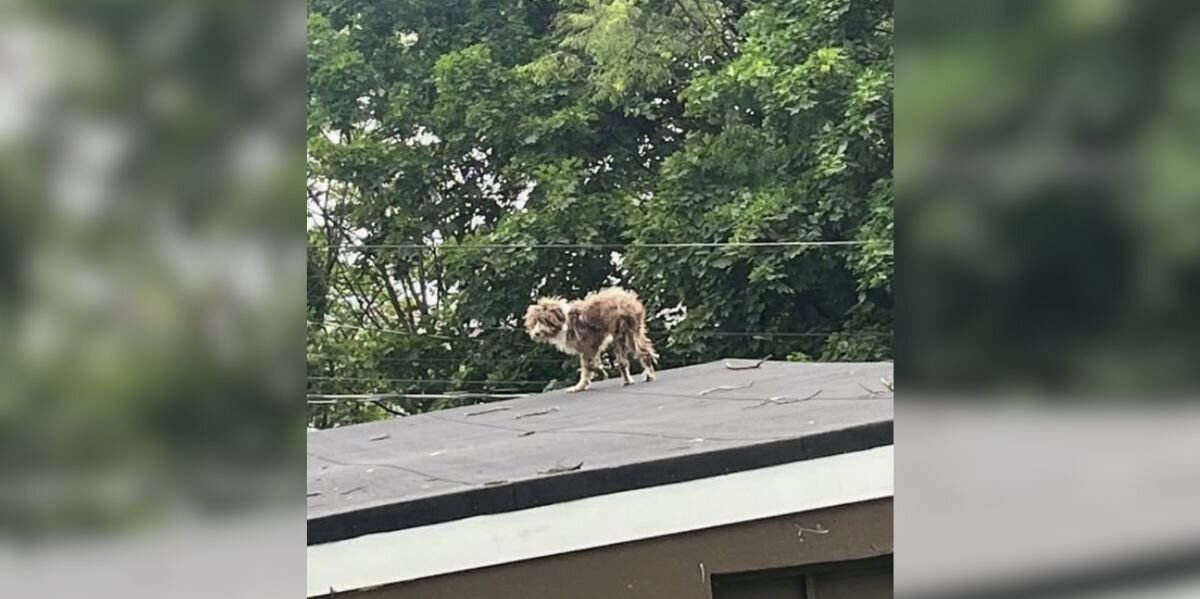 Puppy Found Stranded On Rooftop Gets The Second Chance He Was Waiting For