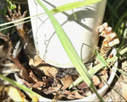 Gardener Spots Tiny Hands Sticking Out Of A Pipe — And Rushes To Help