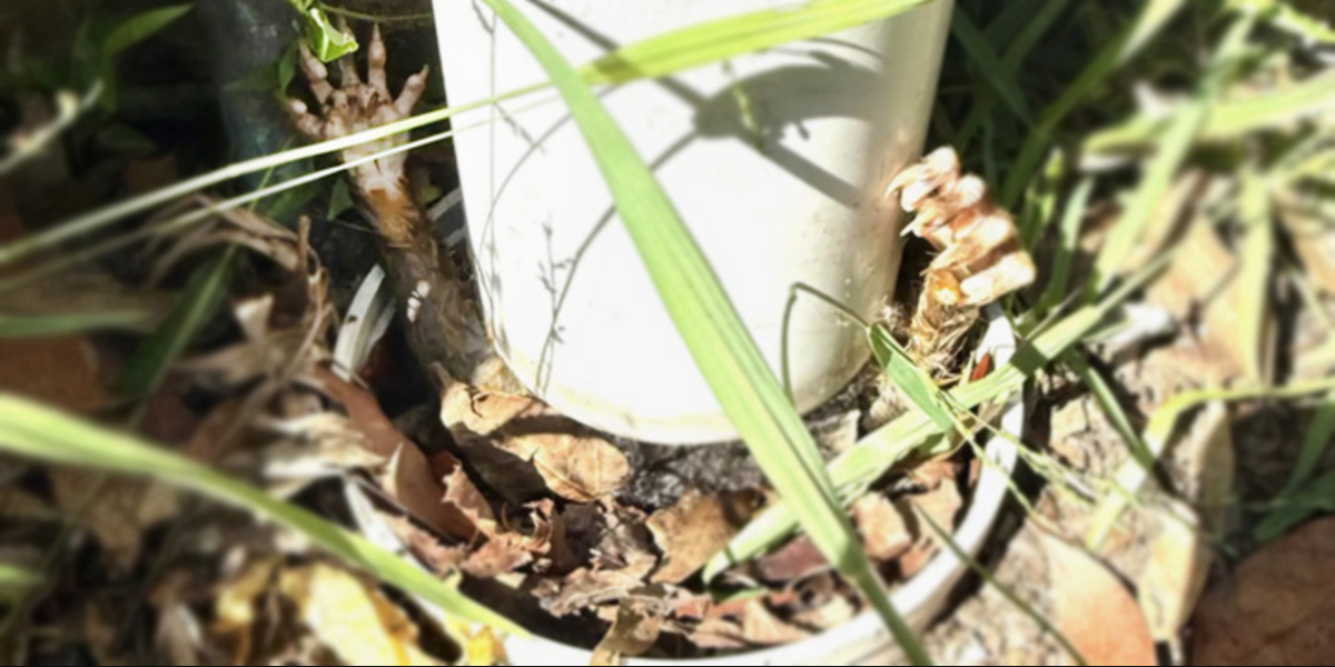 Gardener Spots Tiny Hands Sticking Out Of A Pipe — And Rushes To Help