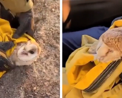 Firefighters Save Tiny Owl While Battling California Wildfire