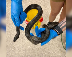 Vets Operate On Snake With “Egg” Stuck Inside — And Discover It’s Something Else Entirely