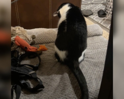 Cat Mourns The Loss Of His Best Friend — A Dog Who Felt More Like a Brother