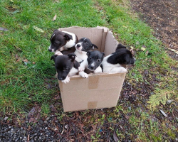 Five Puppies Found Abandoned In A Box Beside A Highway Get The Happy Ending They Deserve