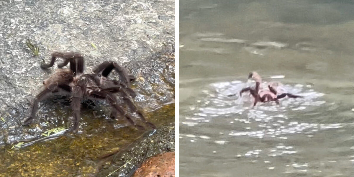 Hikers Stunned As Giant Spider Dives In And Starts Swimming