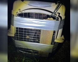 Woman Follows Her Dogs’ Warnings — And Finds Pleading Eyes Inside A Duct-Taped Crate