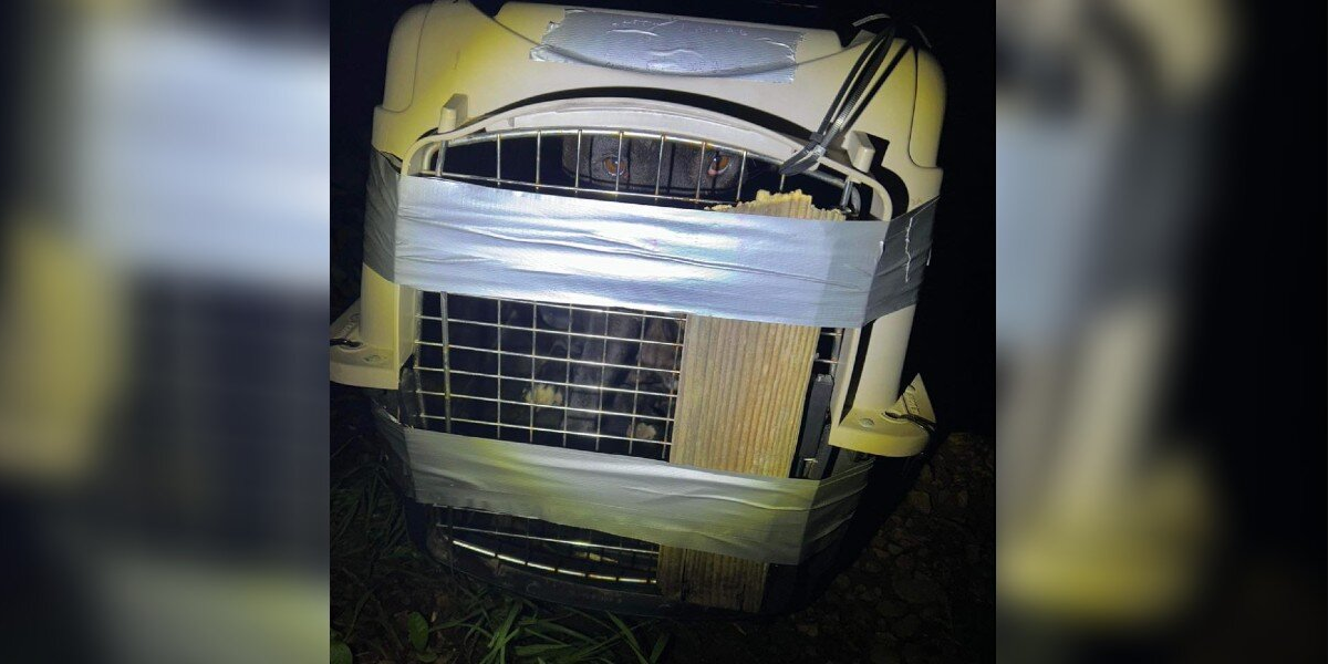 Woman Follows Her Dogs’ Warnings — And Finds Pleading Eyes Inside A Duct-Taped Crate