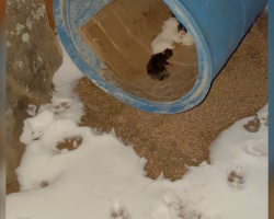 Trail Of Tiny Paw Prints In The Snow Leads Rescuer To Abandoned Newborn Puppies