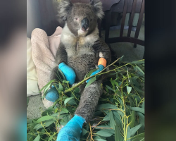 Koala Burned in Fires Finds Comfort and Healing in Loving Care