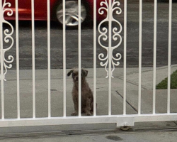 Stray Dog Peeks Through Gates, Hoping Someone Will Let Her In