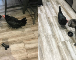 Pit Bull Gently Cares for Her Blind Chicken Sister, Always Bringing Her Favorite Toys