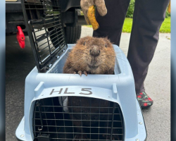 Rescued Baby Beaver Appears To ‘Smile’ At The People Who Saved Her